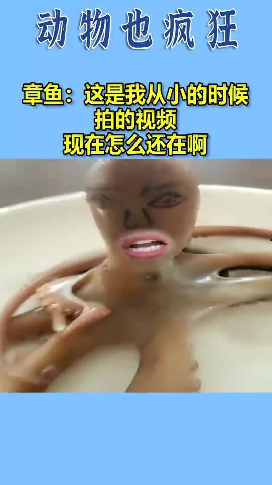 小章鱼视频,小章鱼视频带你领略海洋奇观