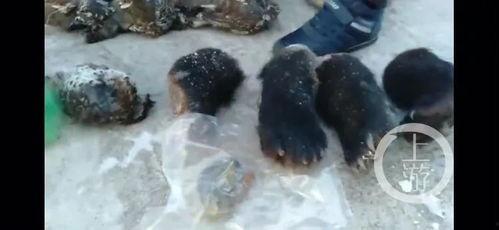 熊掌视频,揭秘短视频制作与传播的奥秘