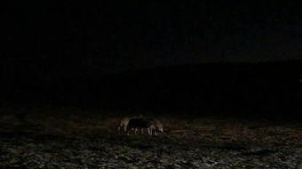 真实狼叫视频,揭秘真实狼叫的震撼瞬间