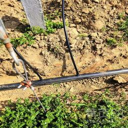 滴灌技术安装视频,高效节水灌溉新篇章