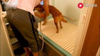 高中妹子洗澡视频,揭秘高中妹子洗澡日常