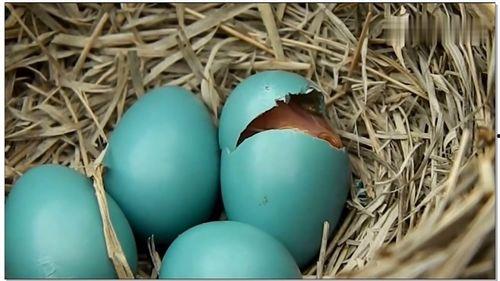 小鸟破壳而出的视频,见证小鸟的成长奇迹