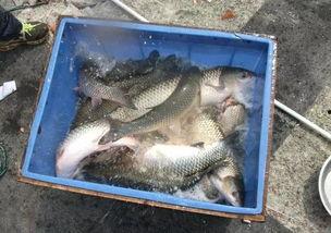 钓鱼配料视频,自制钓鱼配料的神奇魅力