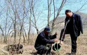 种树视频,跟随视频见证种树奇迹