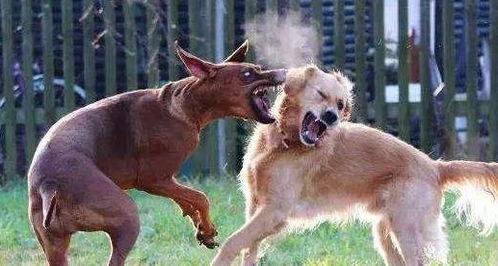杜高斗狗打架视频,激战正酣，谁将问鼎巅峰？