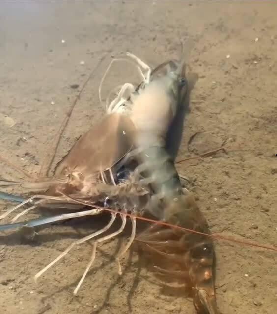 虾脱壳视频,一场奇妙的蜕变之旅