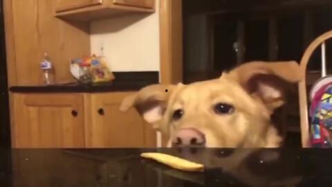 搞笑视频宠物,宠物界的“喜剧之王”